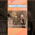 【2ch面白いスレ】ドブネズミ捕まえて育ててみた結果…w