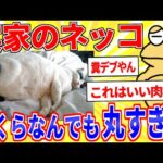 実家のデブ猫、いくらなんでも丸すぎる【2ch面白いスレゆっくり解説】