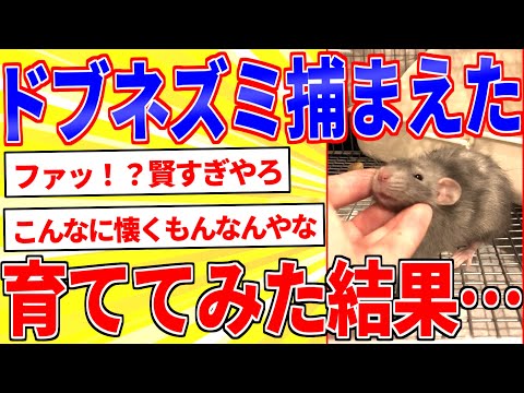 ドブネズミを捕まえたから育ててみたｗｗｗ【2ch面白いスレゆっくり解説】