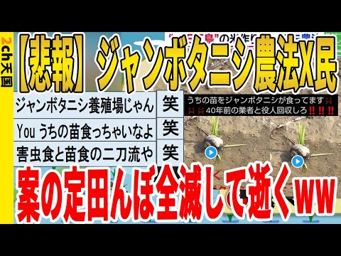 【2ch面白いスレ】【悲報】ジャンボタニシ農法X民、案の定田んぼ全滅して逝くｗｗｗｗｗｗｗｗｗ　聞き流し/2ch天国