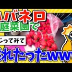 【2ch面白いスレ】家庭菜園で激辛ハバネロとジョロキアがとれたったったｗｗｗ