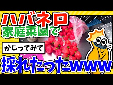 【2ch面白いスレ】家庭菜園で激辛ハバネロとジョロキアがとれたったったｗｗｗ