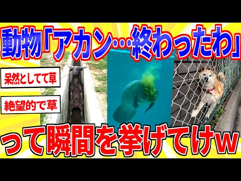 動物たちの諦めた瞬間を晒していけｗｗｗ【2ch面白いスレゆっくり解説】