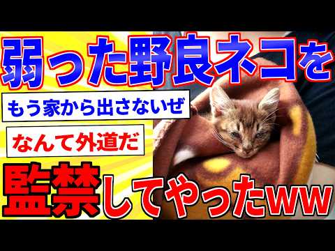 弱った子猫を保護した話【2ch面白いスレゆっくり解説】