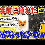 【2ch面白いスレ】8年前に給食で食べたビワの種、とうとう実がなって感動するwww