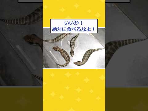 【2ch面白いスレ】庭に変な生き物がいたから捕まえた結果wwww #2ch #2chスレ #面白い #shorts