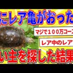 庭に亀がおった←身元を探った結果…【2ch面白いスレゆっくり解説】