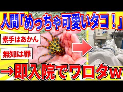 猛毒の生き物たちが鮮やかで可愛すぎる件【2ch面白いスレゆっくり解説】