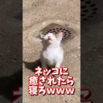 ネッコの動画で癒されたら寝ろｗｗｗ　#2ch #2chまとめ 動物スレ #2ch面白いスレ #動物 #犬 #猫 #癒やし #ねこ動画#ねこ