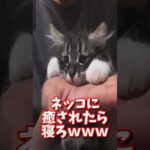 ネッコの動画で癒されたら寝ろｗｗｗ　#2ch #2chまとめ 動物スレ #2ch面白いスレ #動物 #犬 #猫 #癒やし #ねこ動画 #ねこ