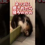 ネッコの動画で癒されたら寝ろｗｗｗ　#2ch #2chまとめ 動物スレ #2ch面白いスレ #動物 #犬 #猫 #癒やし #ねこ動画