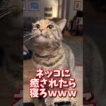 ネッコの動画で癒されたら寝ろｗｗｗ　#2ch #2chまとめ 動物スレ #2ch面白いスレ #動物 #犬 #猫 #癒やし #ねこ動画