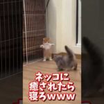 ネッコの動画で癒されたら寝ろｗｗｗ　#2ch #2chまとめ 動物スレ #2ch面白いスレ #動物 #犬 #猫 #癒やし #ねこ動画