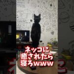 ネッコの動画で癒されたら寝ろｗｗｗ　#2ch #2chまとめ 動物スレ #2ch面白いスレ #動物 #犬 #猫 #癒やし #ねこ動画