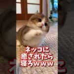 ネッコの動画で癒されたら寝ろｗｗｗ　#2ch #2chまとめ 動物スレ #2ch面白いスレ #動物 #犬 #猫 #癒やし #ねこ動画