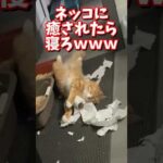 ネッコの動画で癒されたら寝ろｗｗｗ　#2ch #2chまとめ 動物スレ #2ch面白いスレ #動物 #犬 #猫 #癒やし #ねこ動画